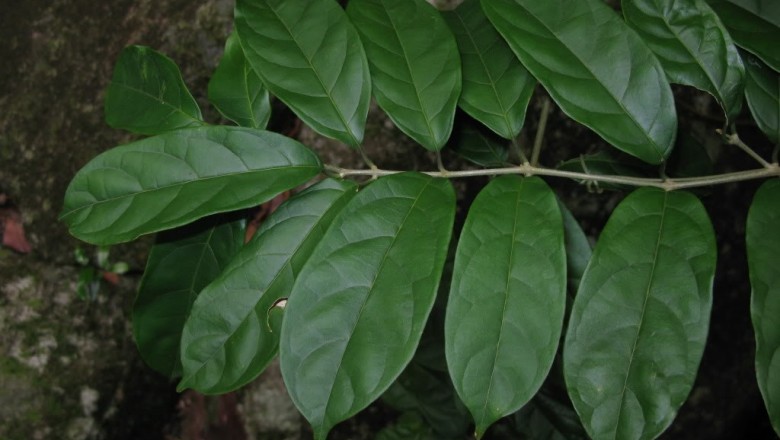 Cây Quả ngọt. Mappianthus iodoides Hand.  - Cây Thuốc Nam Quanh Ta
